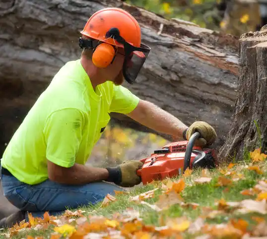 tree services Mayfield Heights